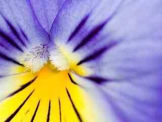 微距紫色花朵高清