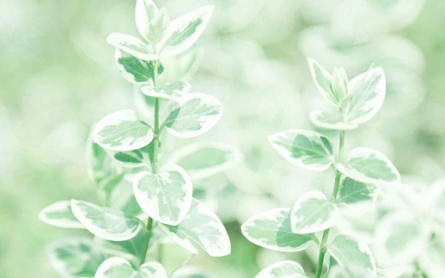 小清新好看的绿色植物图片