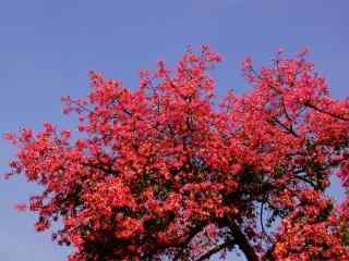 美丽火红的美人树