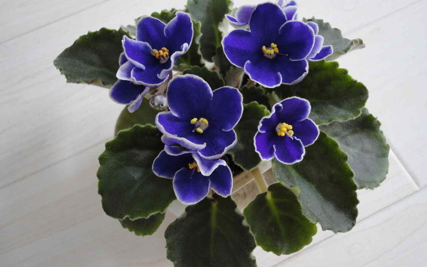 美丽盛开的紫罗兰花朵图片