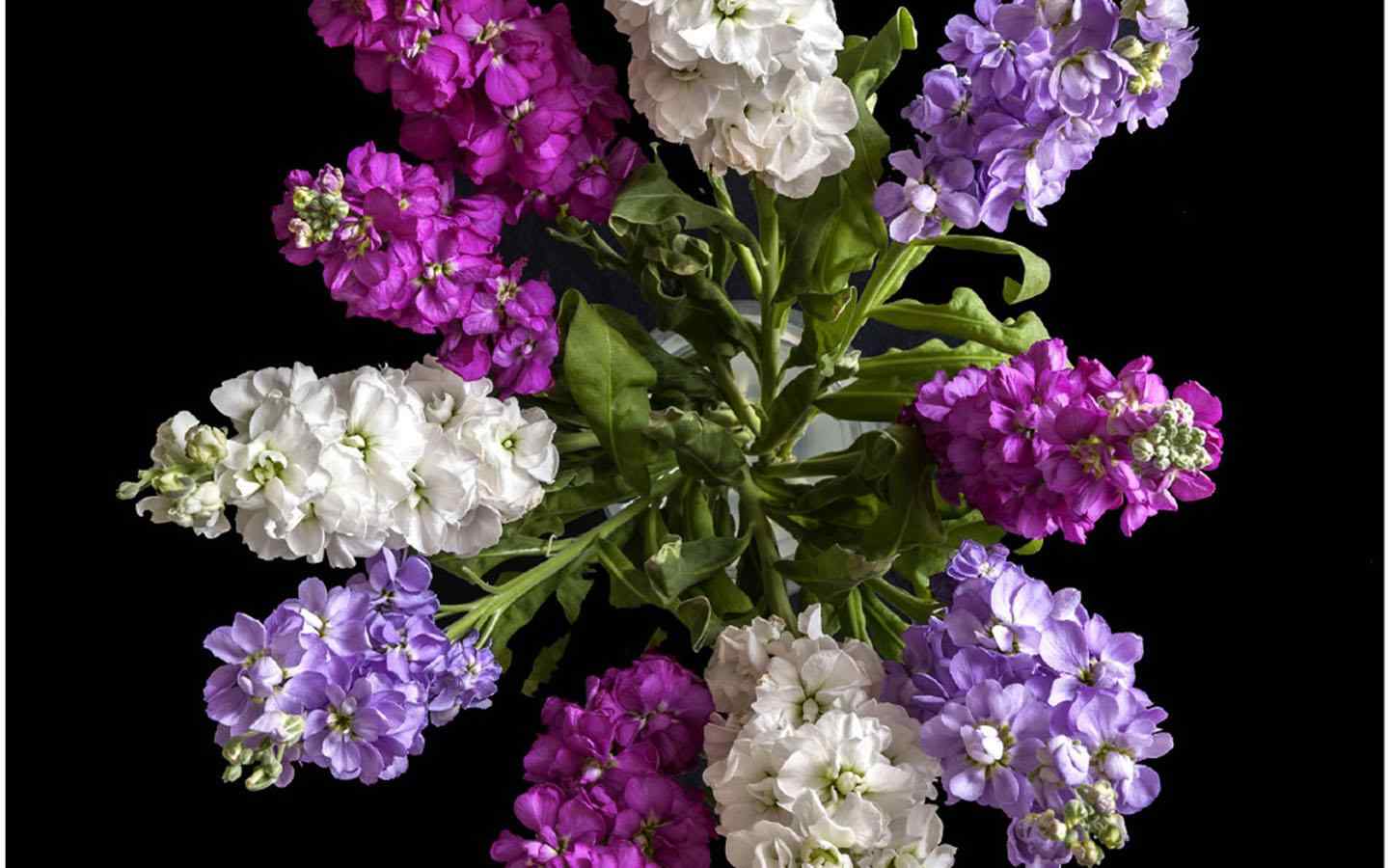 美丽的紫罗兰花束桌面壁纸