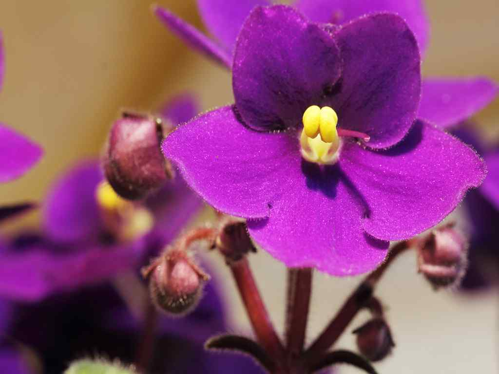 好看的盛开的紫罗兰花朵图片