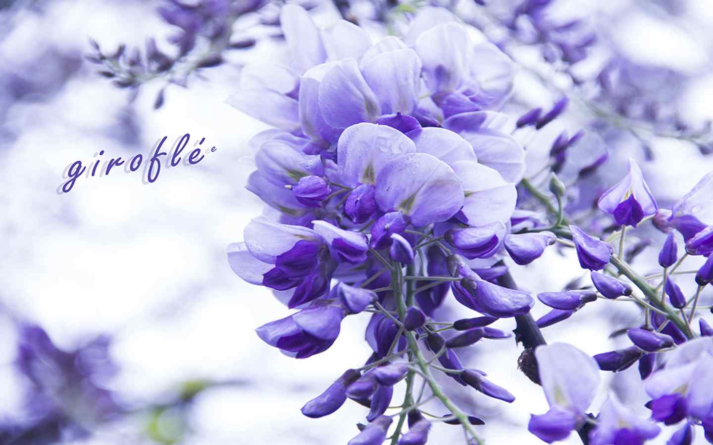 唯美的紫罗兰花朵植物图片