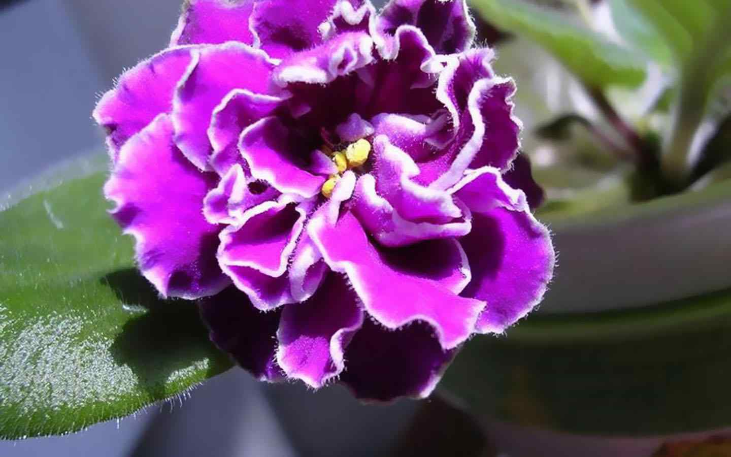 灿烂盛开的紫罗兰植物图片