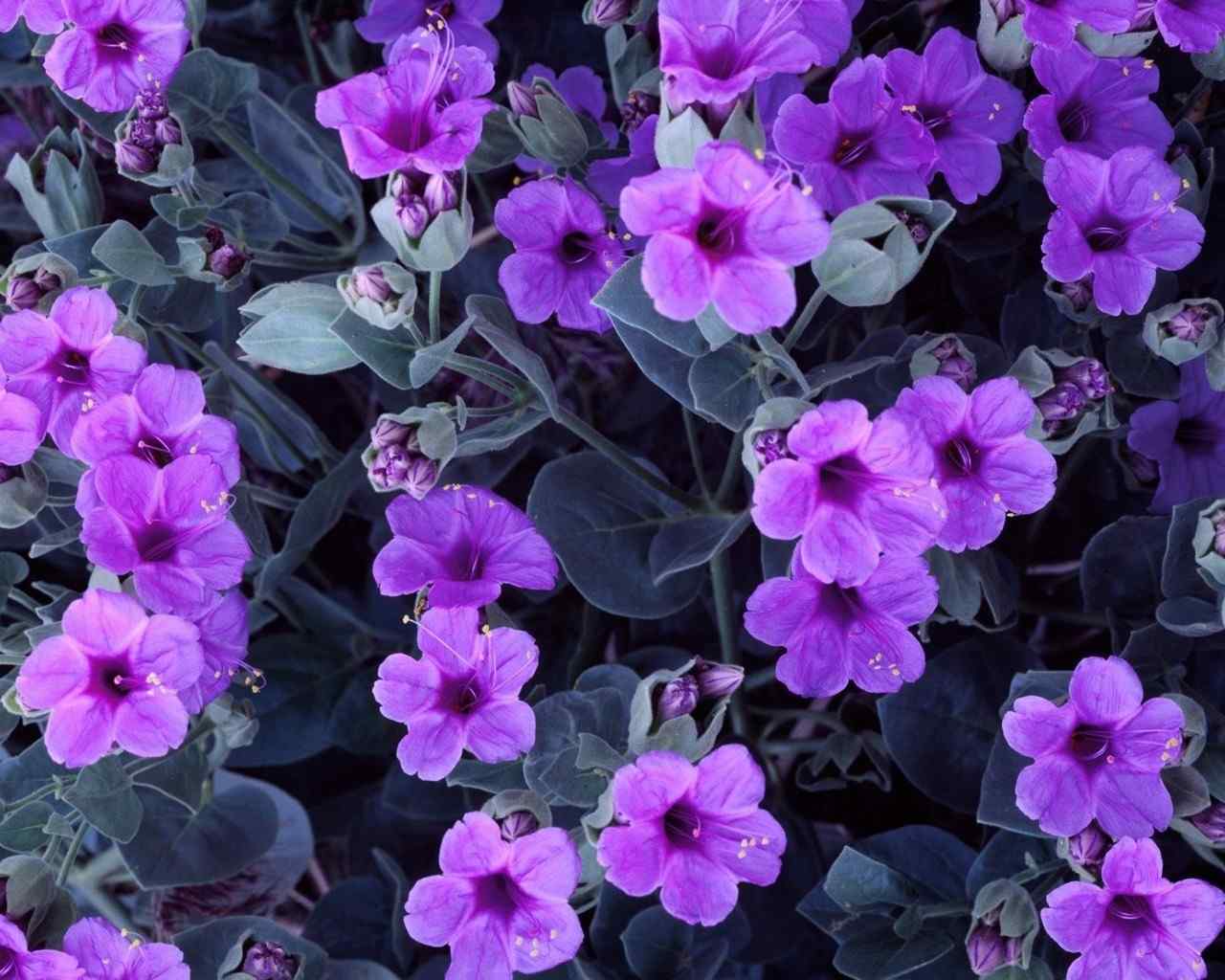 紫色唯美的紫罗兰花朵图片