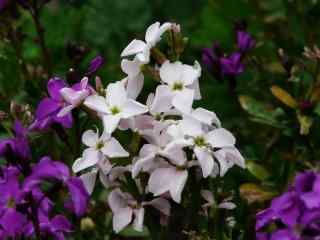 美丽的紫罗兰花朵图片