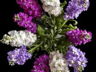美丽的紫罗兰花束