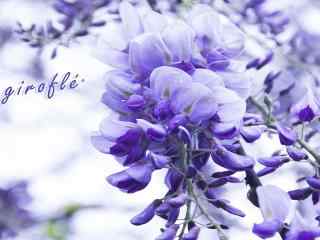唯美的紫罗兰花朵
