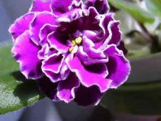 灿烂盛开的紫罗兰