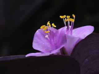 好看的紫罗兰花图