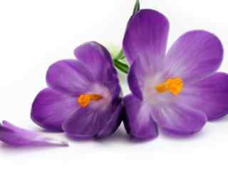 可爱的紫罗兰花图片壁纸