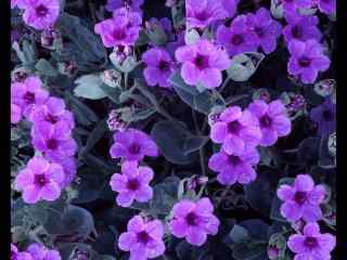 紫色唯美的紫罗兰花朵图片