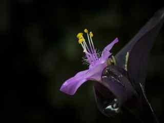 黑暗中盛开的紫罗兰花图片