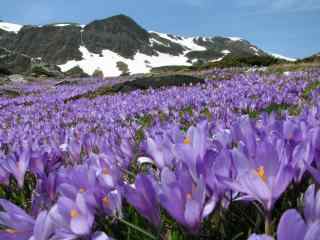 超级唯美的紫罗兰花海图片