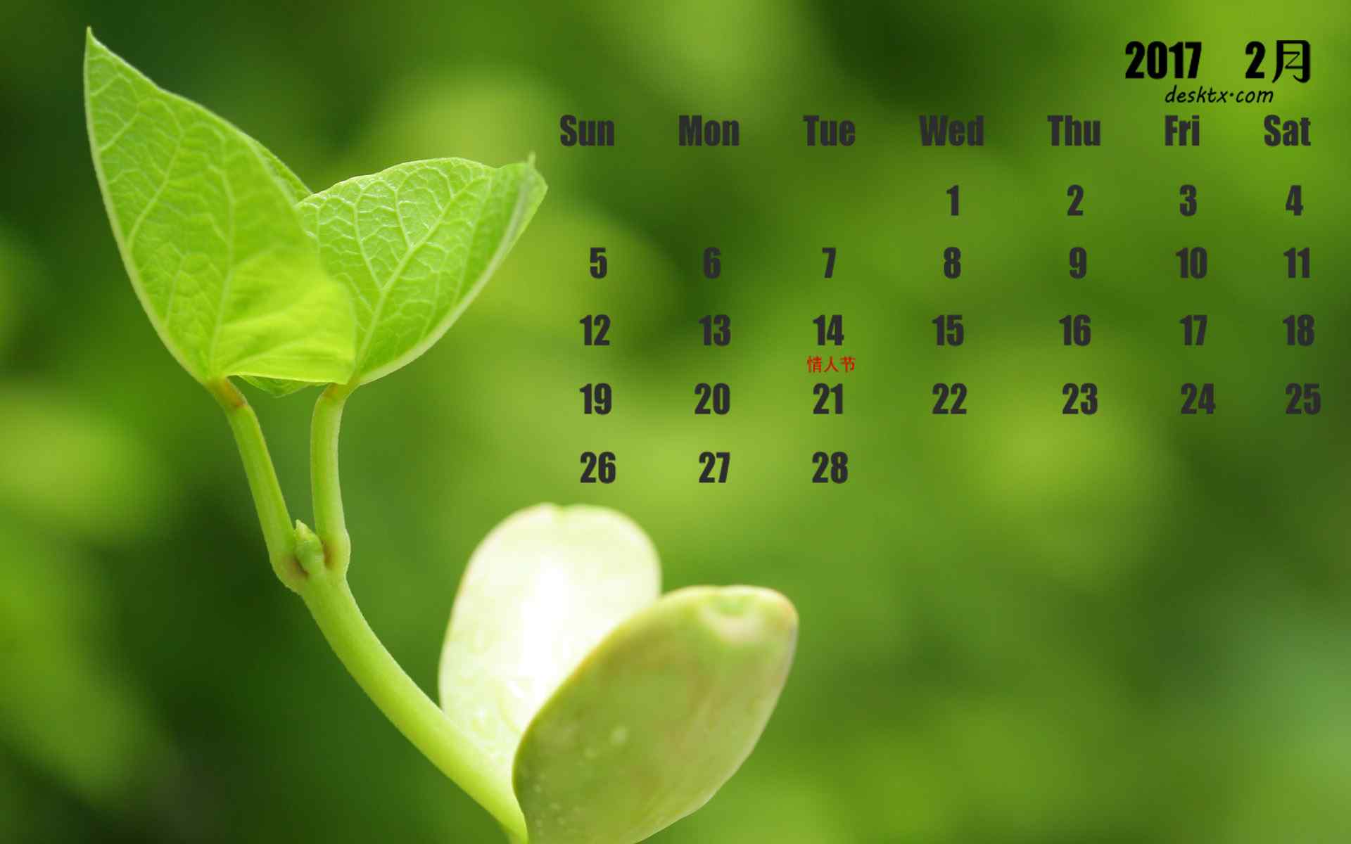 2017年2月日历美丽嫩芽植物图片
