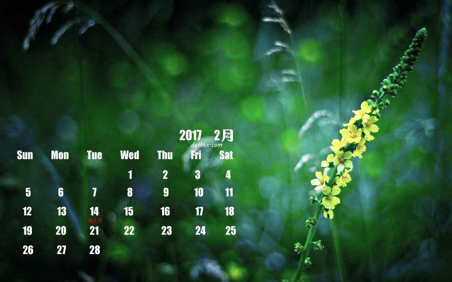 2017年2月日历绿色唯美植物图片壁纸