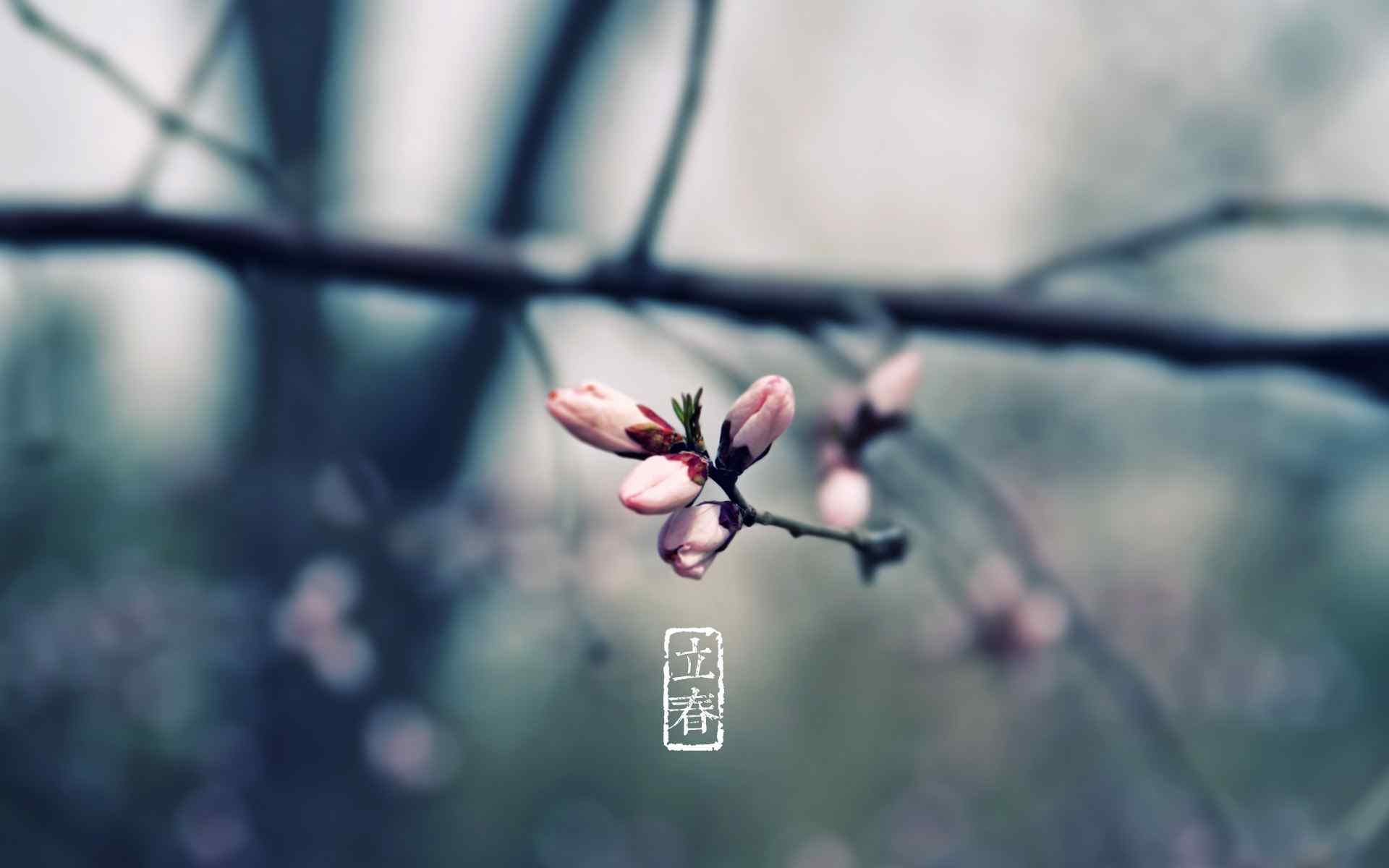 立春节气壁纸之含苞待放的粉色梅花