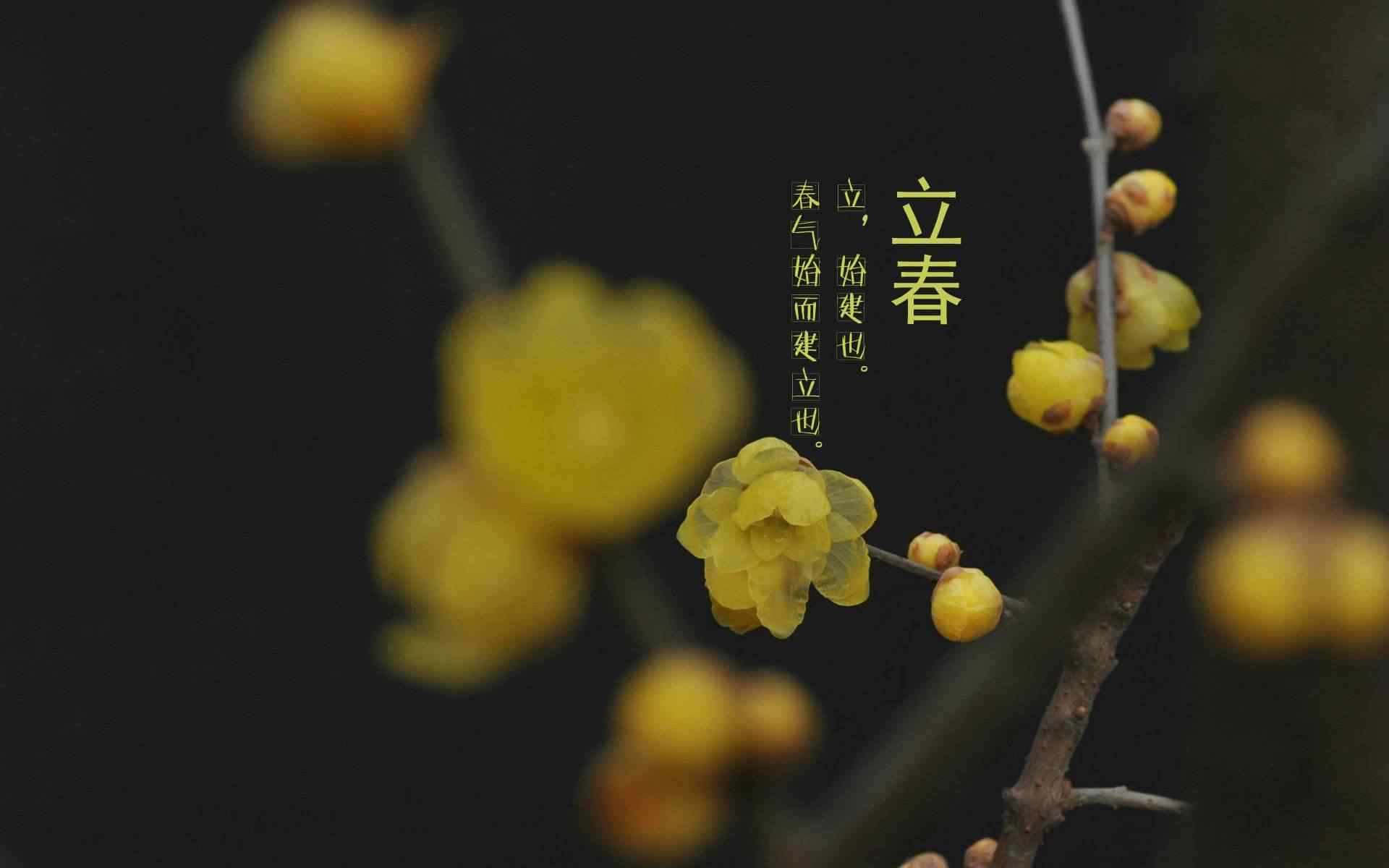 2017年立春节气壁纸之唯美黄色梅花图片