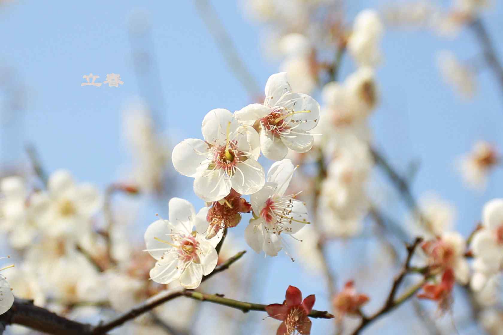 2017年立春节气壁纸之盛开的白色梅花图片