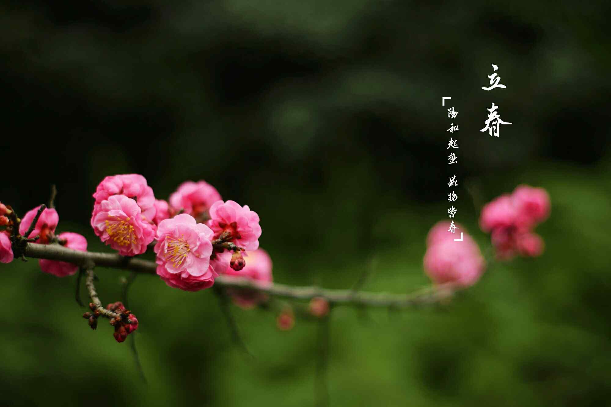 立春节气壁纸之娇艳欲滴的梅花图片