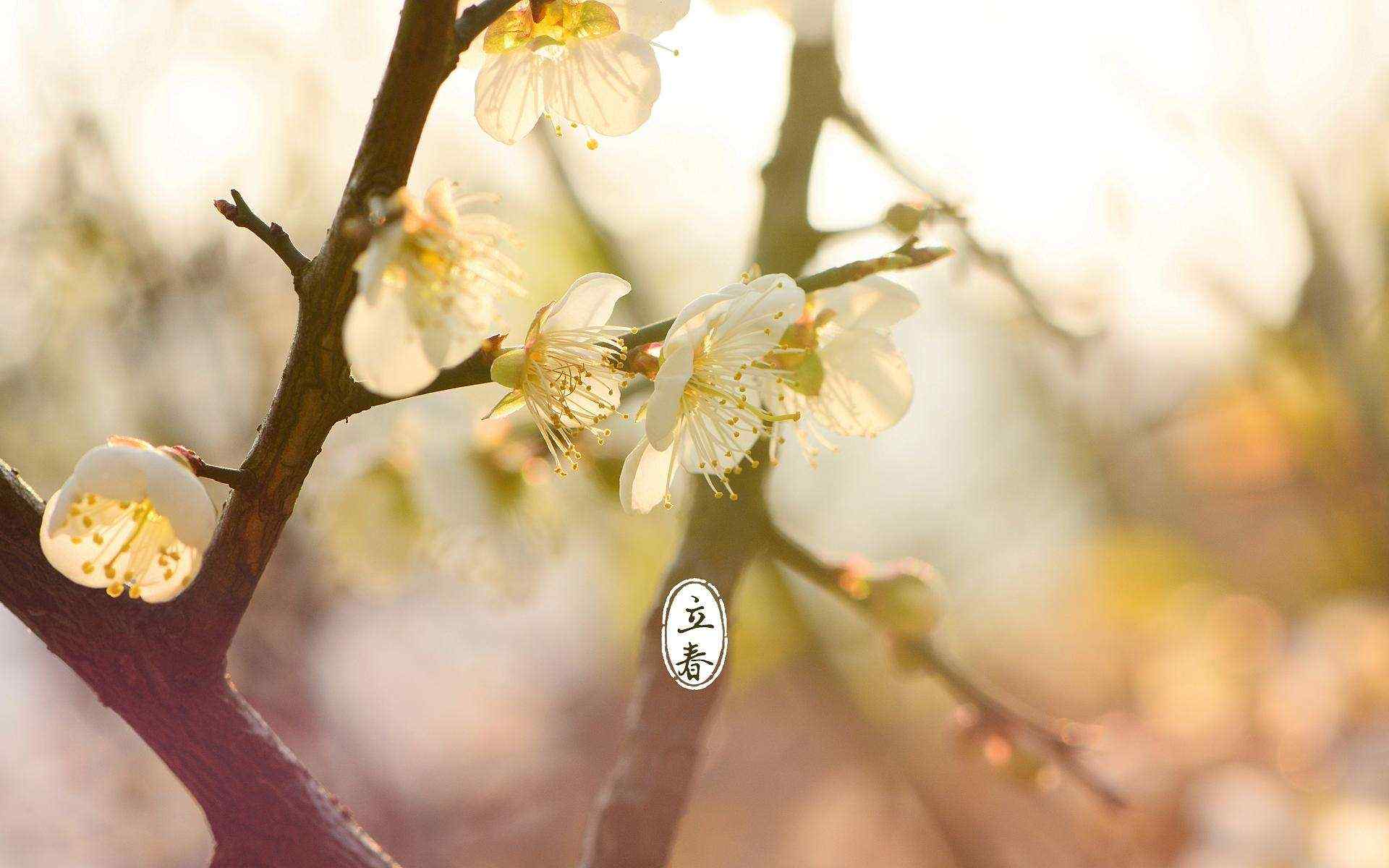 立春节气壁纸之阳光下唯美的梅花图片