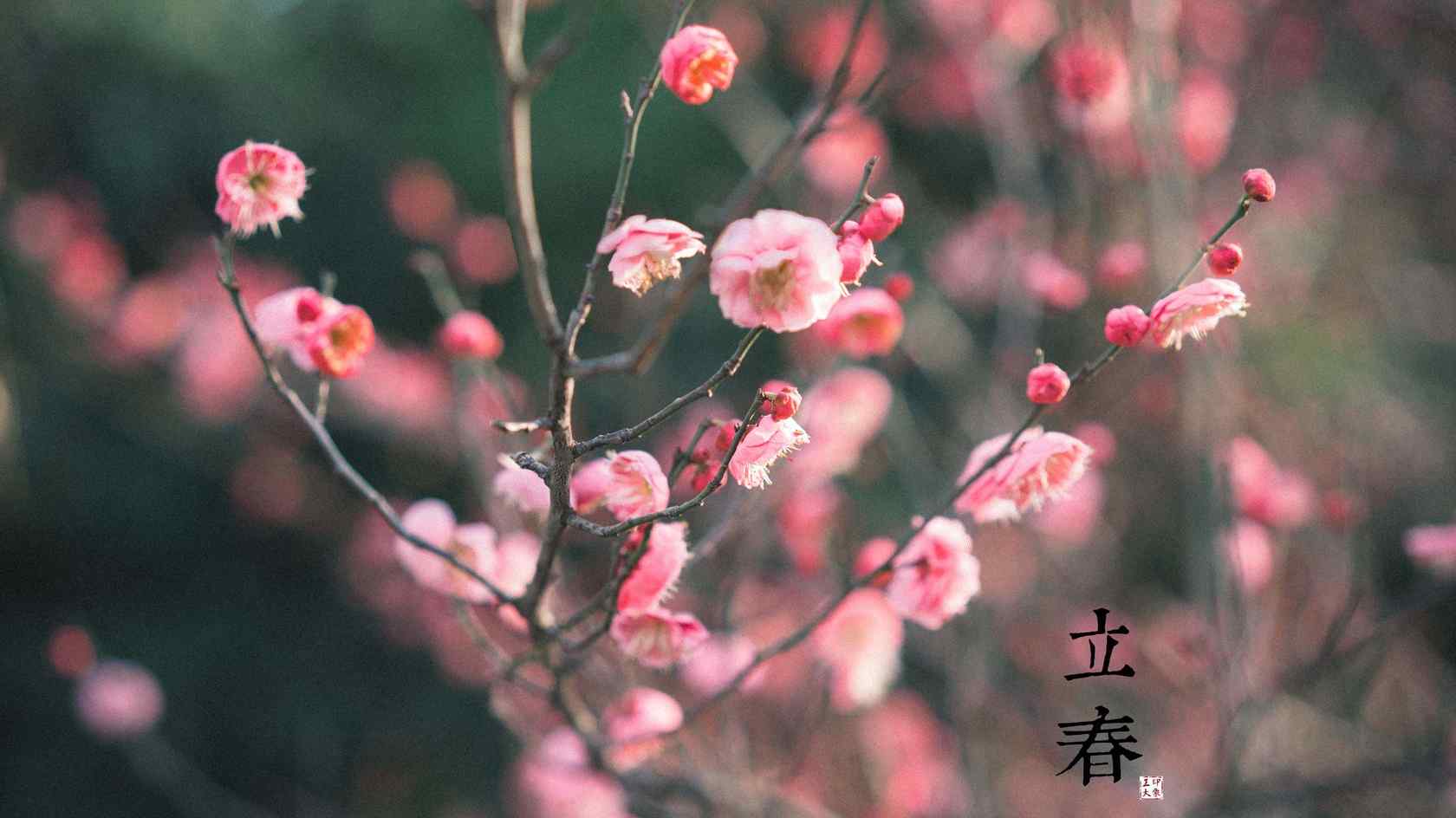 立春节气之粉色的梅花图片桌面壁纸