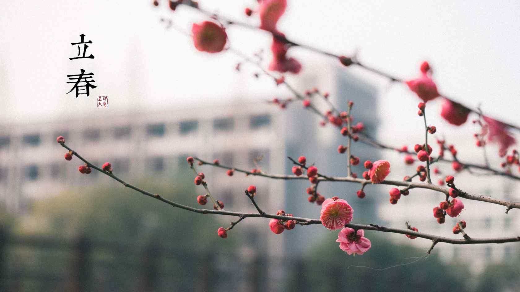 立春节气之盛开的梅花图片桌面壁纸