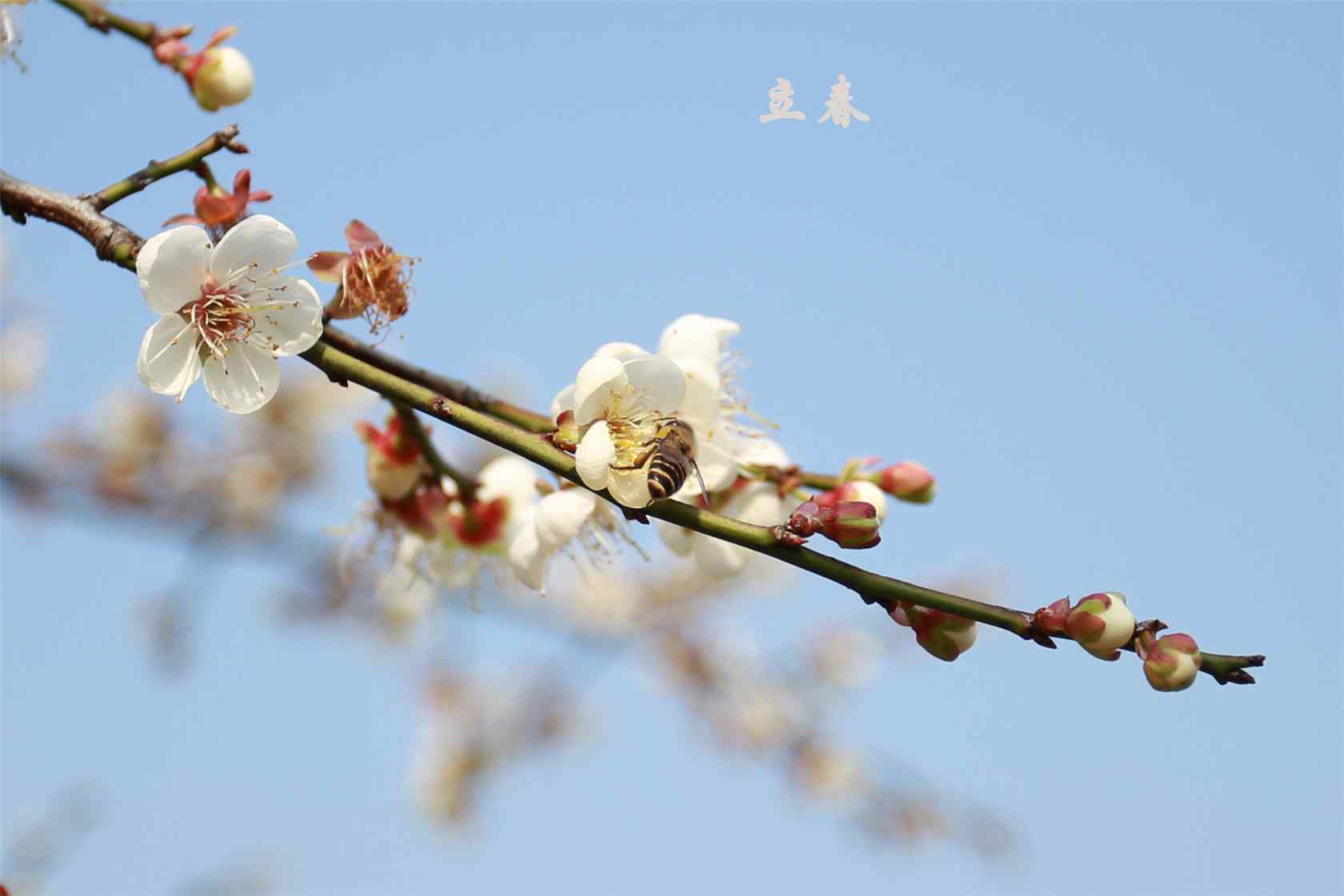立春节气壁纸之白色梅花丛中的小蜜蜂
