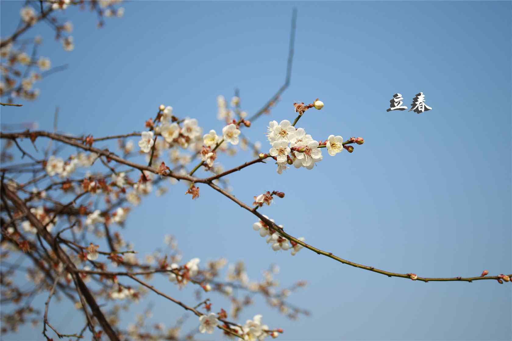 2017年立春节气之盛开的白色梅花图片