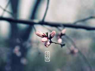 立春节气壁纸之含苞待放的粉色梅花