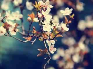 立春节气壁纸之傲然开放的梅花图片