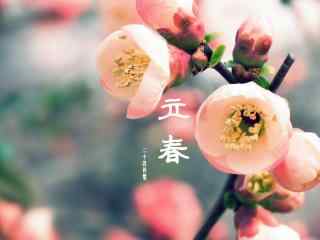 二十四节气之立春唯美粉嫩的梅花图片