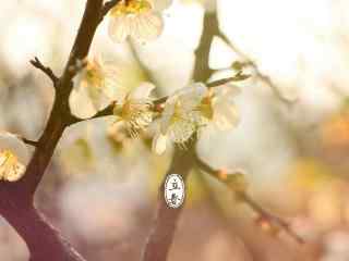 立春节气壁纸之阳光下唯美的梅花图片