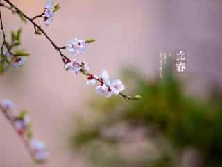立春节气壁纸之唯美花朵图片
