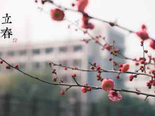 立春节气之盛开的梅花图片桌面壁纸