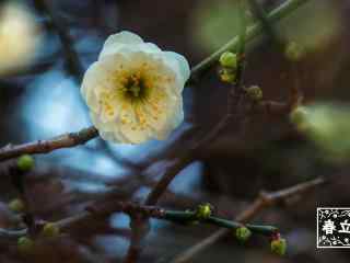 立春节气壁纸之一朵盛开的白色梅花