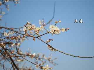 2017年立春节气之盛开的白色梅花图片