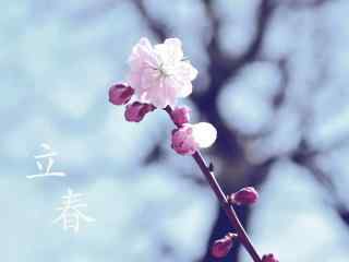 2017年立春节气之盛开的粉白色梅花