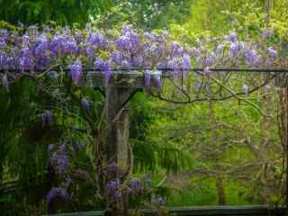 美丽的紫藤萝花廊