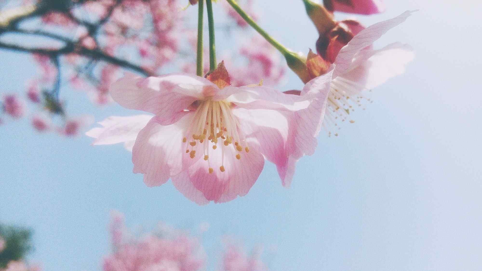 一朵盛开的粉色花朵唯美图片桌面壁纸