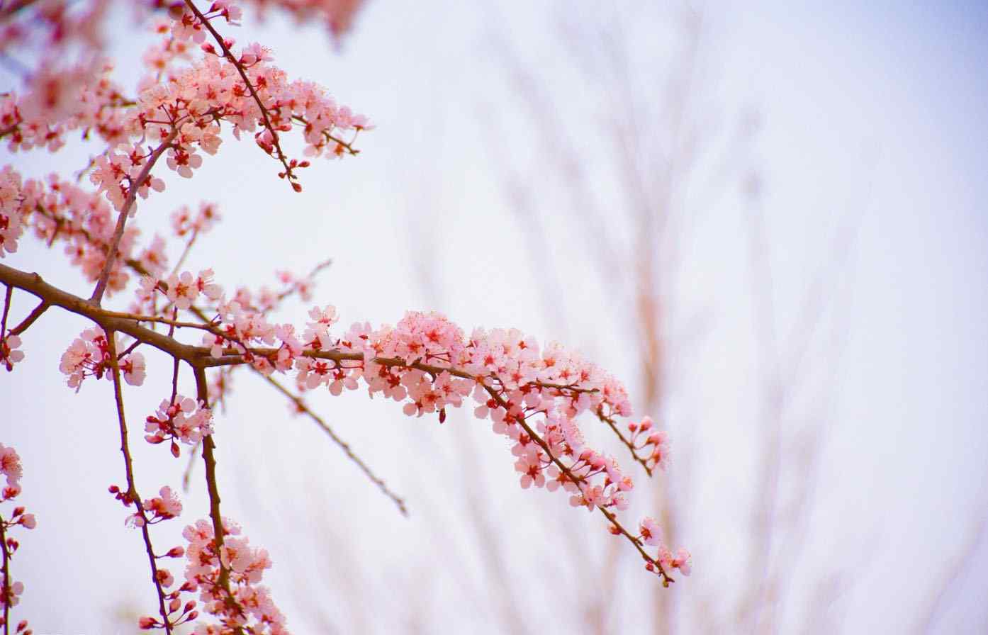 浪漫粉色樱花图片唯美春色桌面壁纸