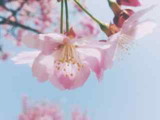 一朵盛开的粉色花朵唯美图片桌面壁纸