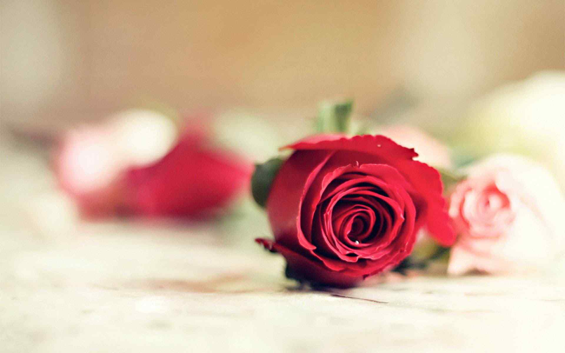 一朵红色的玫瑰花图片桌面壁纸