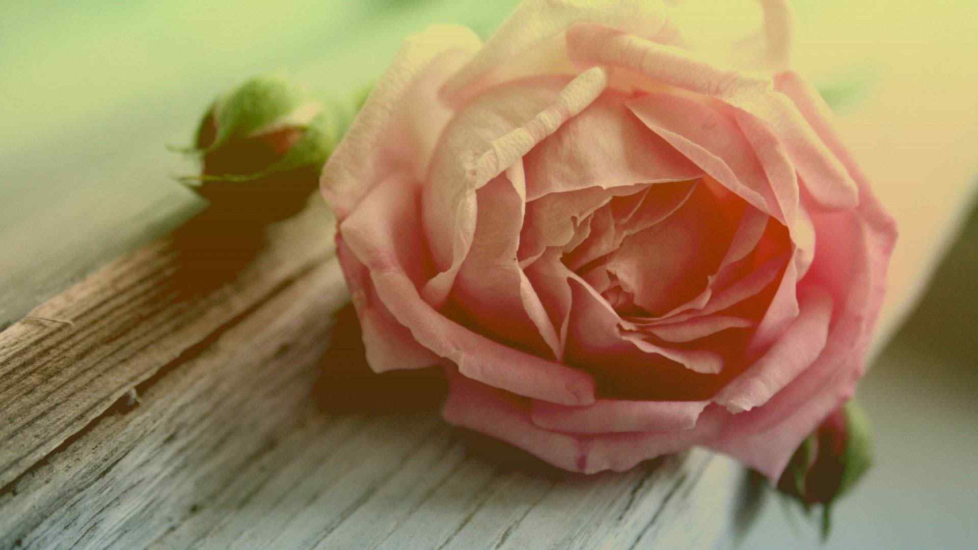粉色的玫瑰花图片意境桌面壁纸