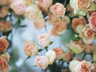 粉白色的玫瑰花美丽图片桌面壁纸