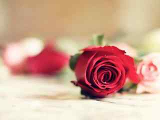一朵红色的玫瑰花图片桌面壁纸