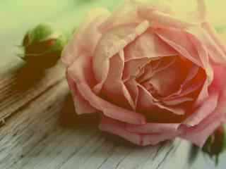 粉色的玫瑰花图片意境桌面壁纸