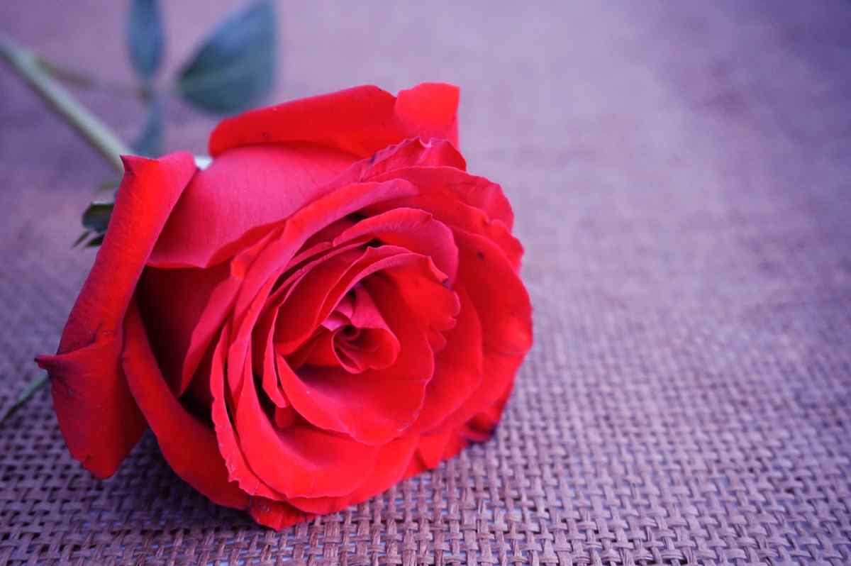 情人节一朵红玫瑰图片壁纸