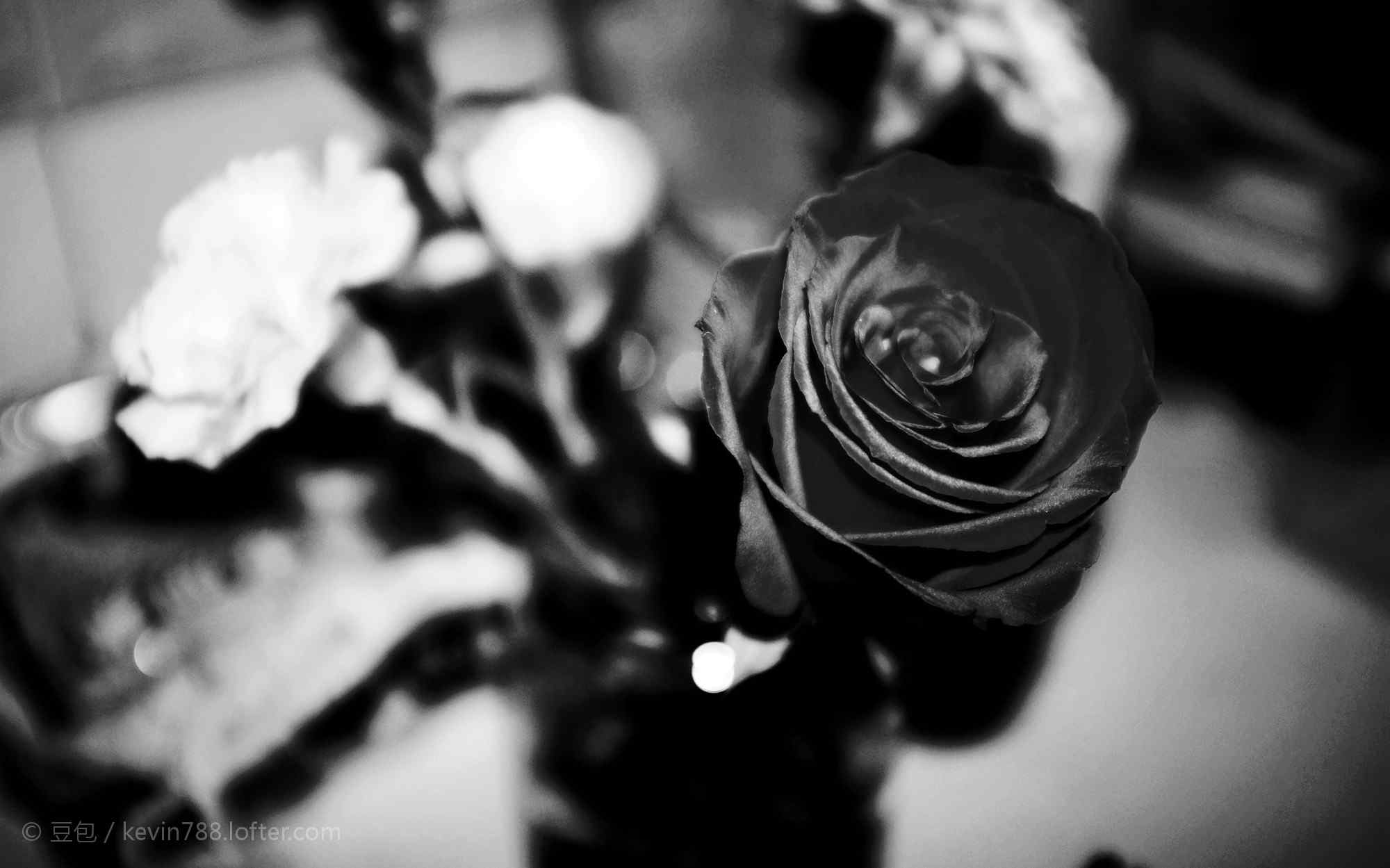 玫瑰 红玫瑰|摄影|产品摄影|关尔玉小菜鸟 - 原创作品 - 站酷 (ZCOOL)