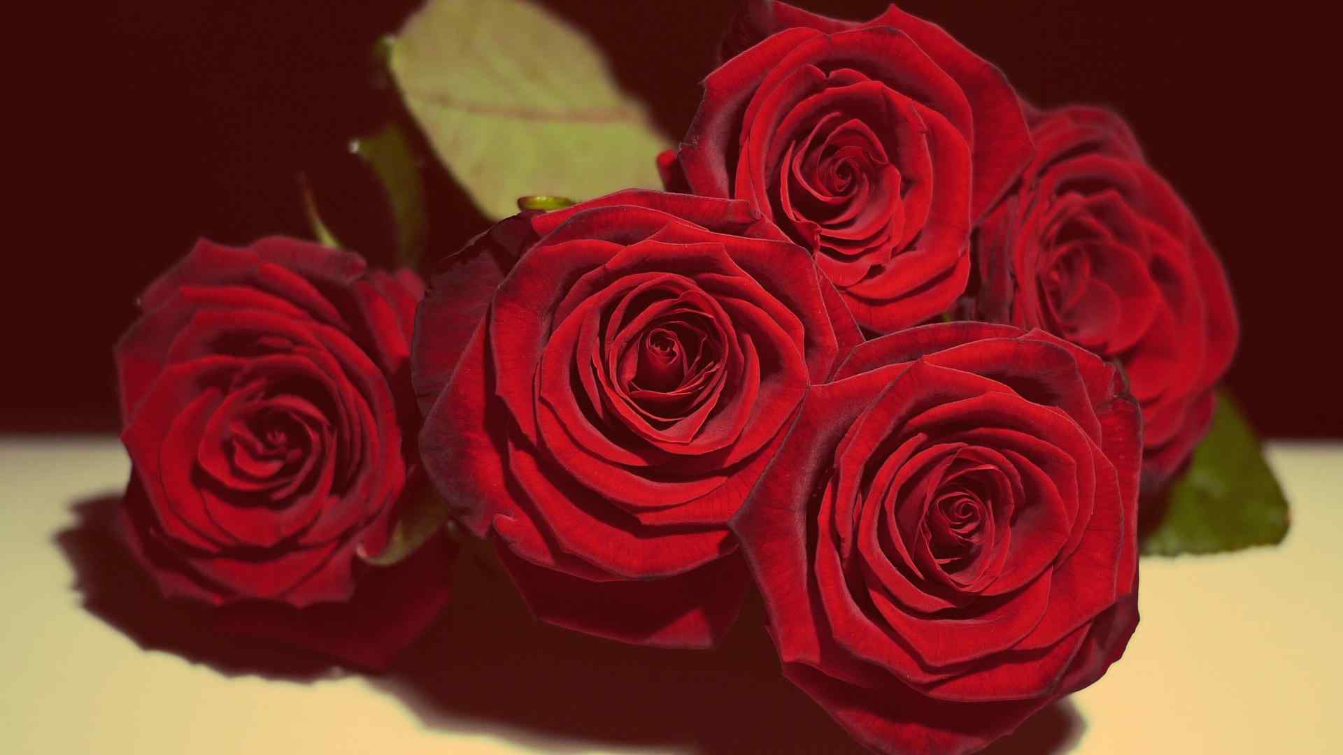 情人节浪漫玫瑰花图片壁纸